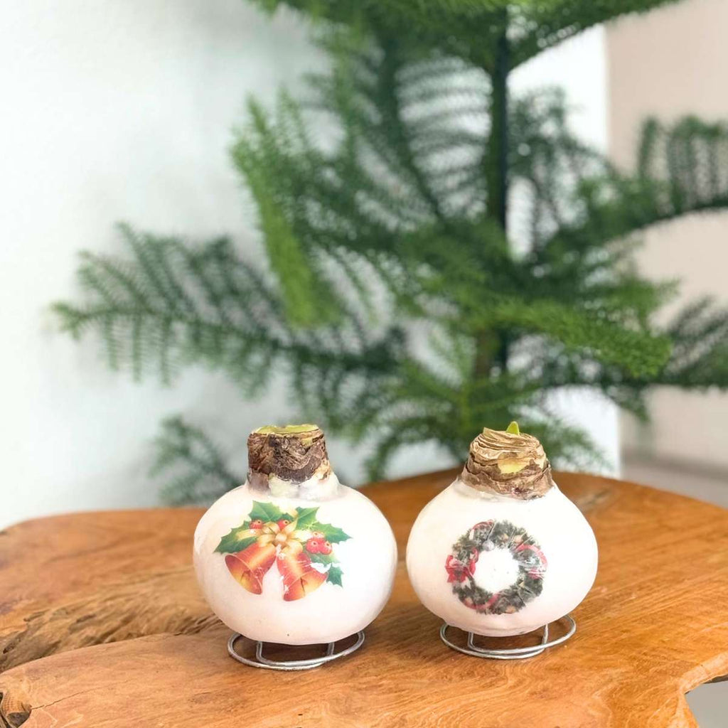 Amarilis - Hippeastrum 'Clopoței din Ceară de Porțelan'