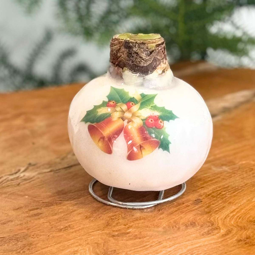 Amarilis - Set de 2 - Hippeastrum 'Amestec Ceară de Porțelan'