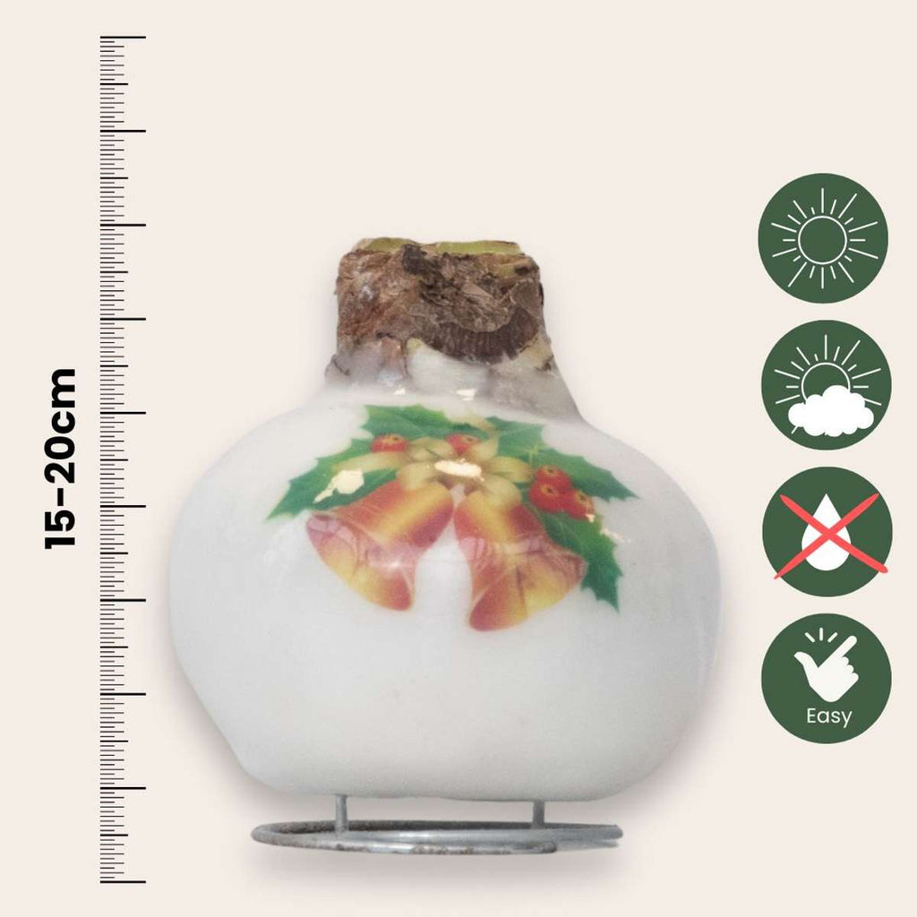 Amarilis - Hippeastrum 'Clopoței din Ceară de Porțelan'