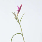 Planta aeriană - 3 buc - Tillandsia - Înălţime 30-35cm