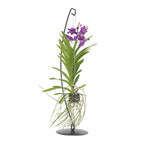 Orhideea Vanda - Vanda 'Blue' - Înălţime 45-55cm