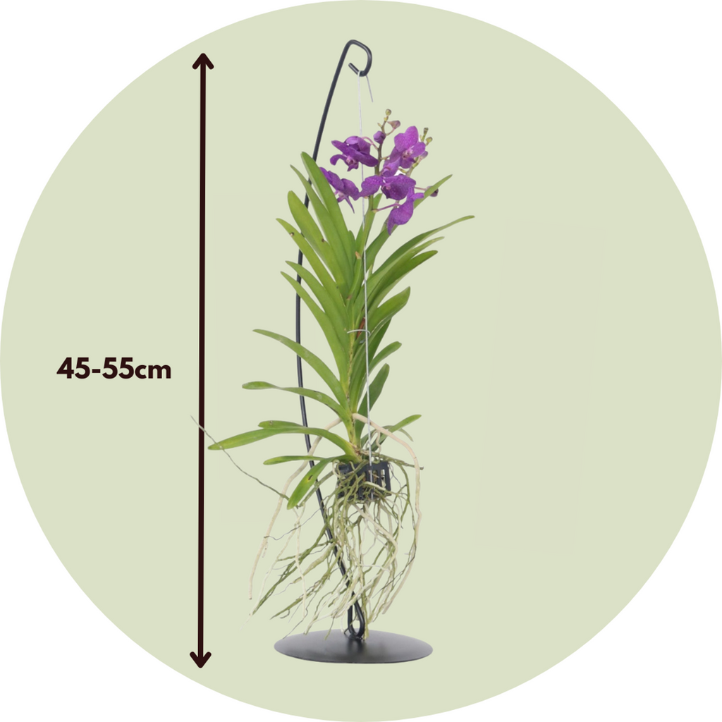 Orhideea Vanda - Vanda 'Blue' - Înălţime 45-55cm