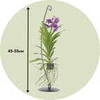 Orhideea Vanda - Vanda 'Blue' - Înălţime 45-55cm