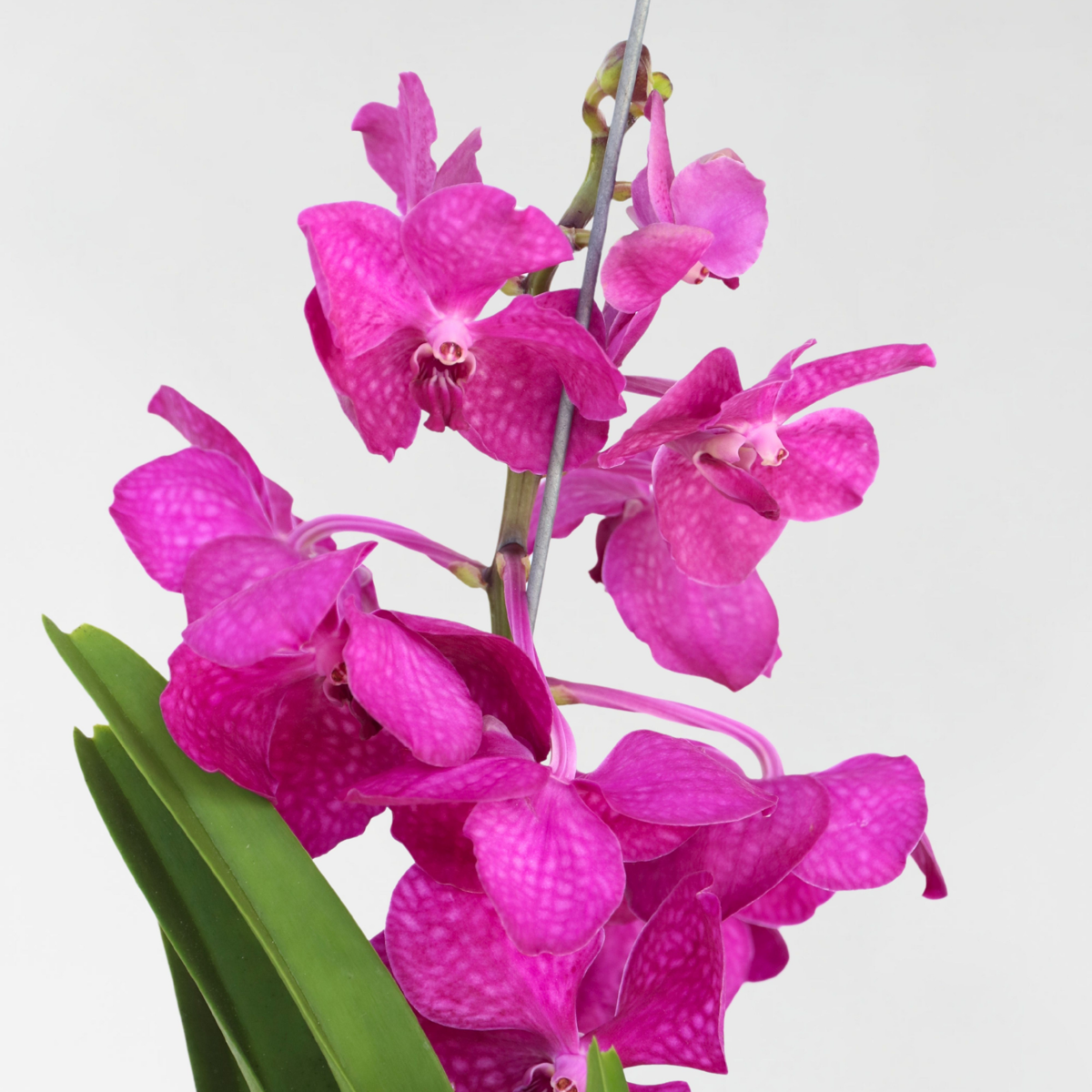 Orhideea Vanda - Vanda 'Tayanee Cerise' - Înălţime 55-65cm