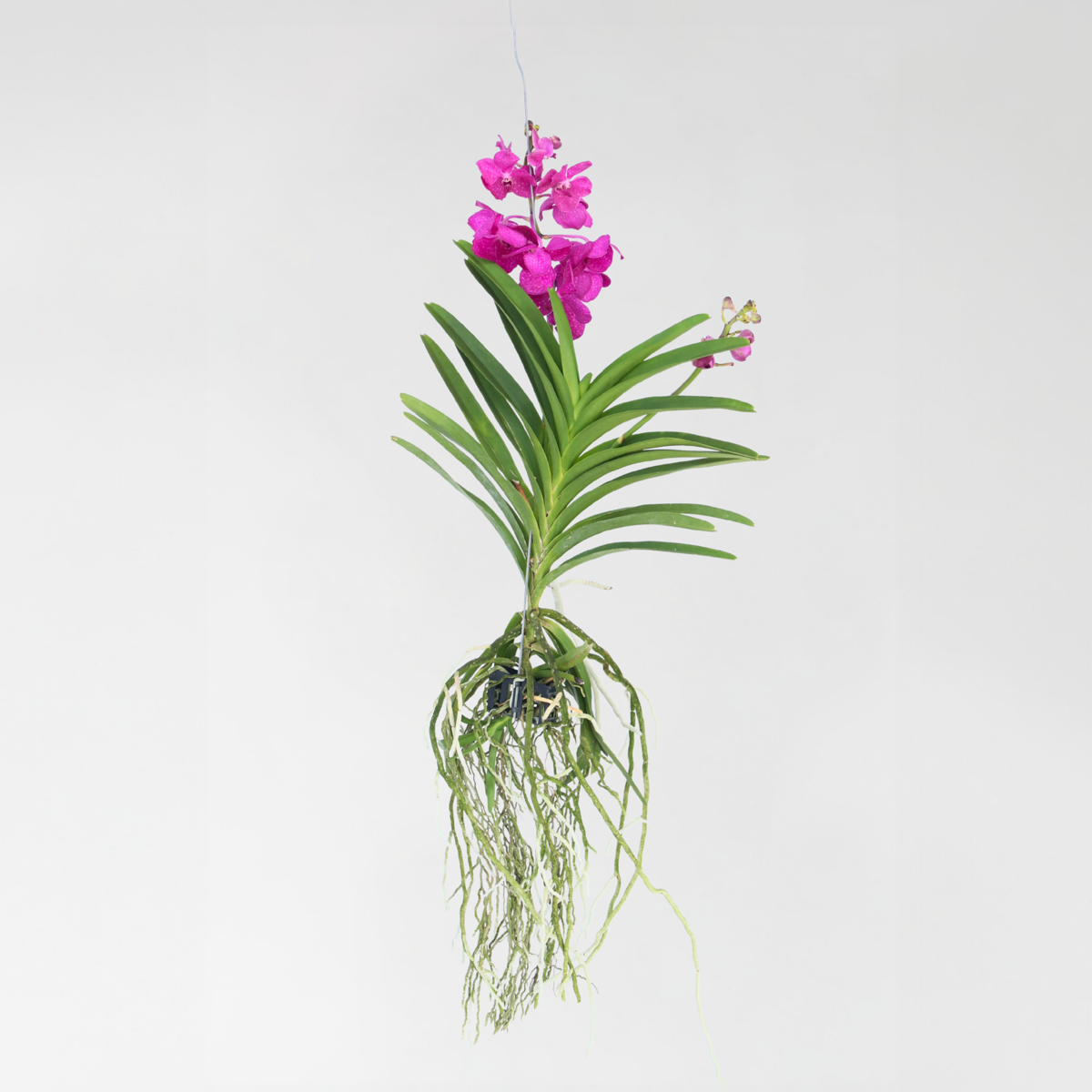 Orhideea Vanda - Vanda 'Tayanee Cerise' - Înălţime 55-65cm