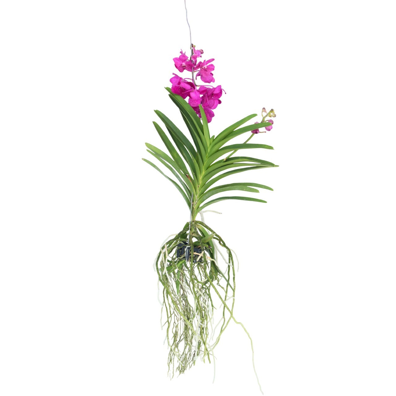 Orhideea Vanda - Vanda 'Tayanee Cerise' - Înălţime 55-65cm