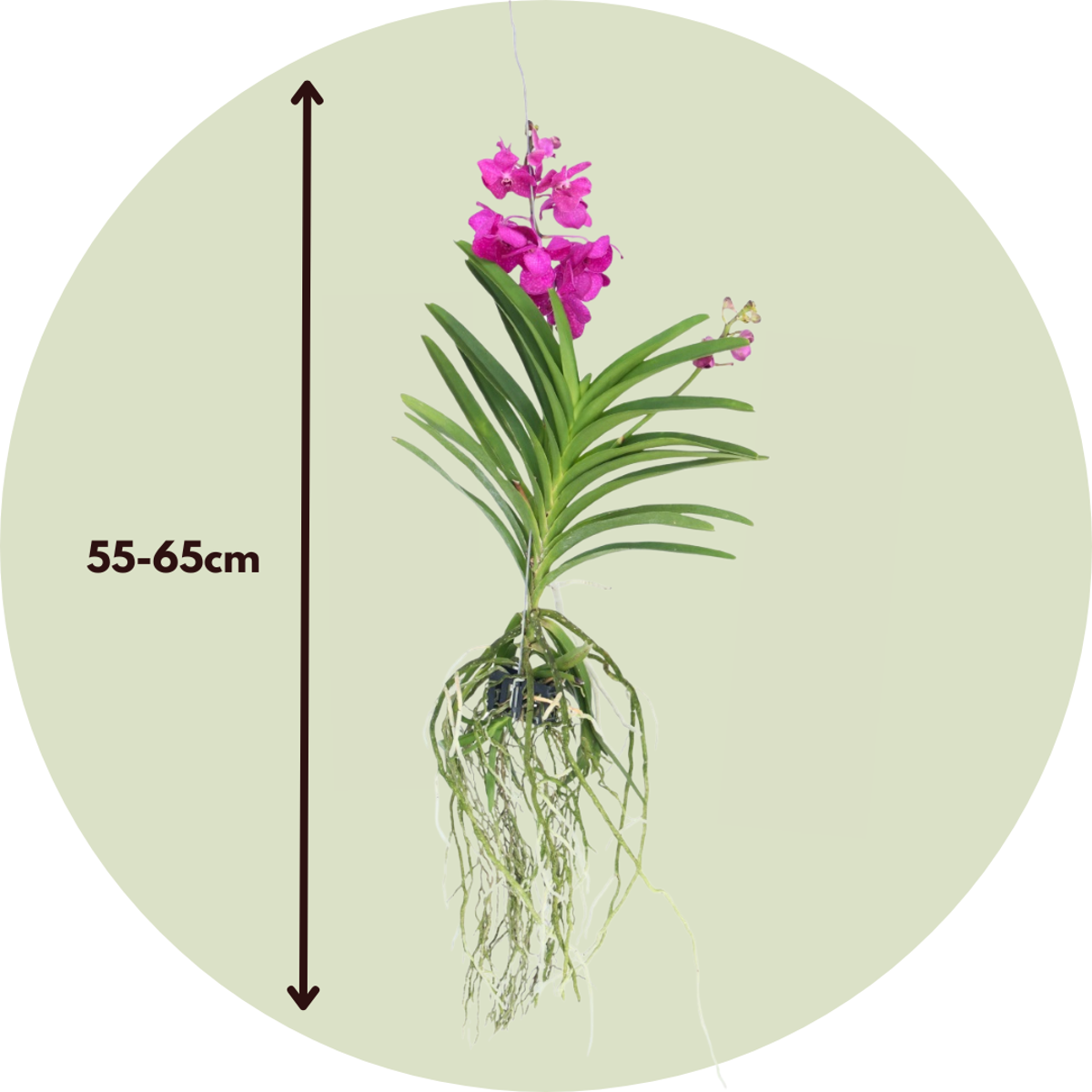 Orhideea Vanda - Vanda 'Tayanee Cerise' - Înălţime 55-65cm