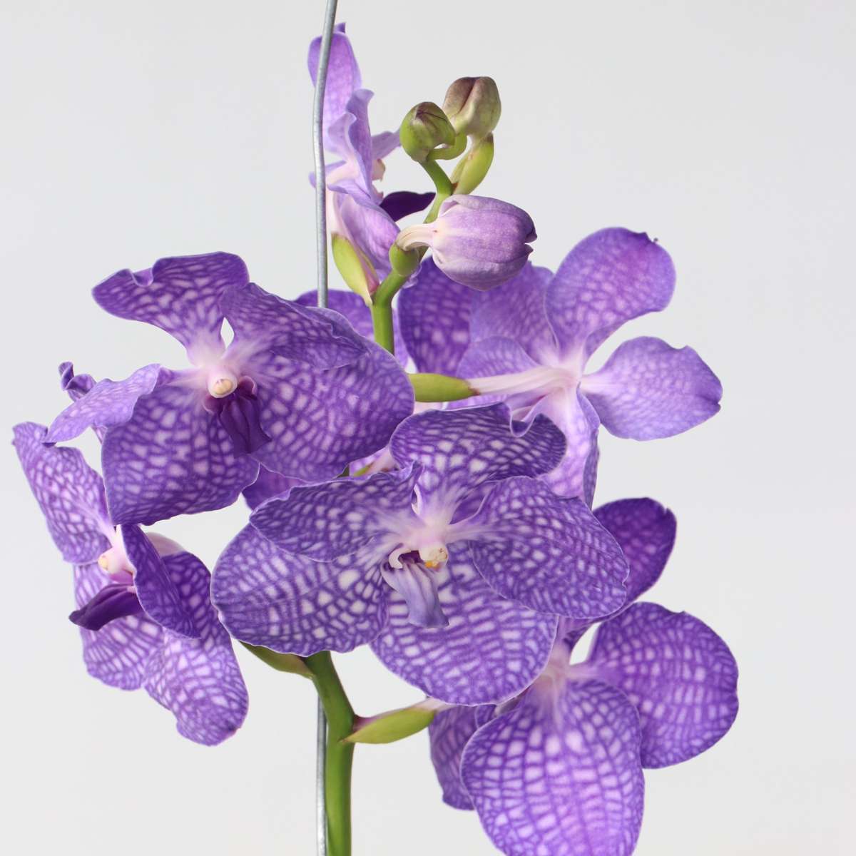 Orhideea Vanda - Vanda 'Magic Royal Blue' - Înălţime 55-65cm
