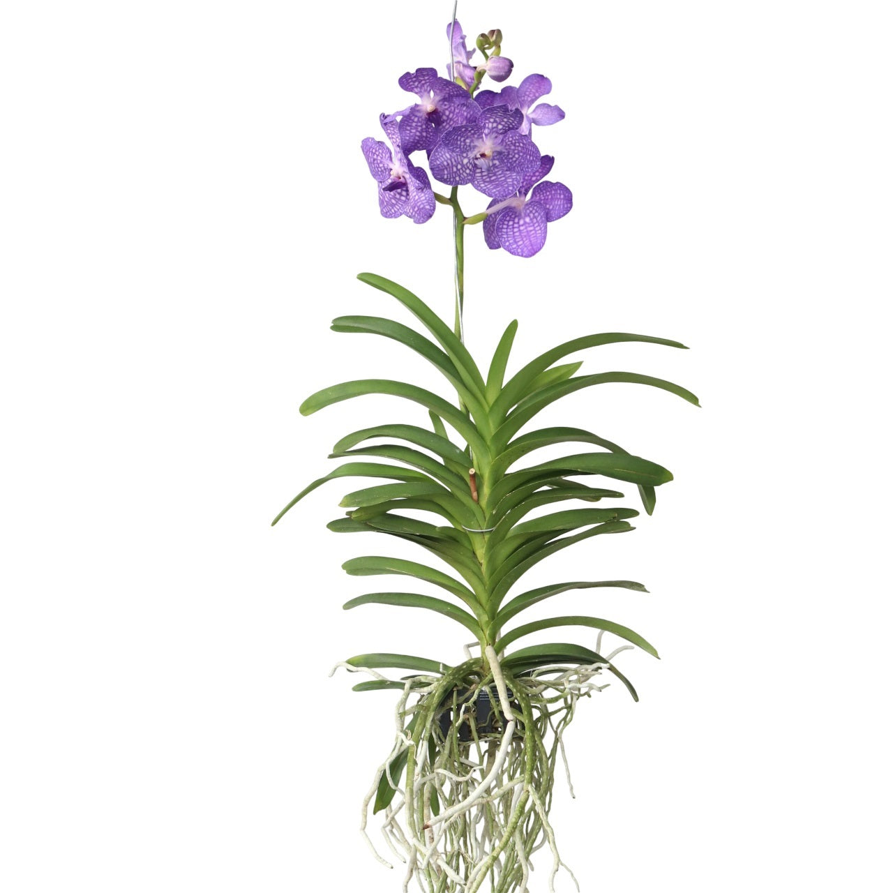 Orhideea Vanda - Vanda 'Magic Royal Blue' - Înălţime 55-65cm