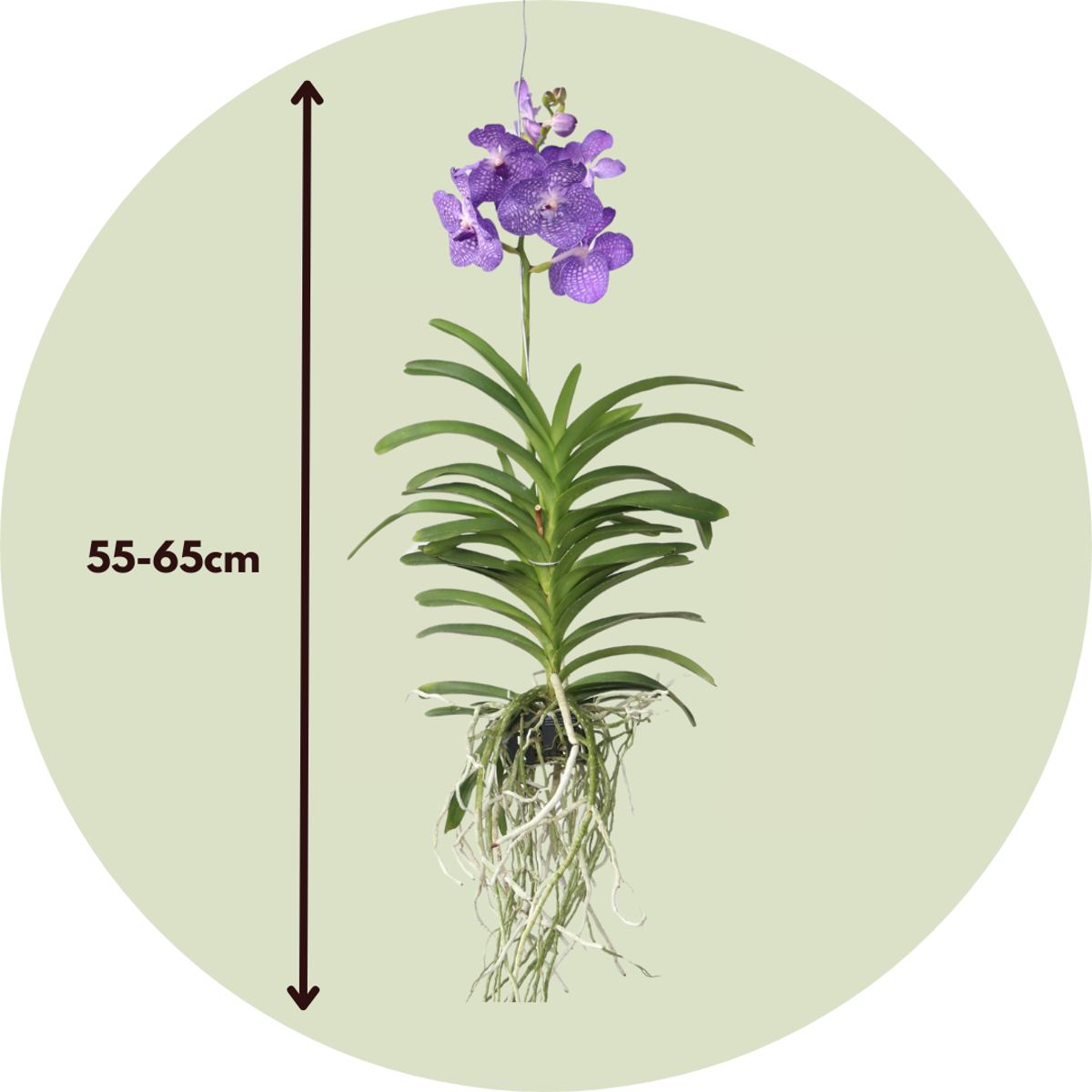 Orhideea Vanda - Vanda 'Magic Royal Blue' - Înălţime 55-65cm