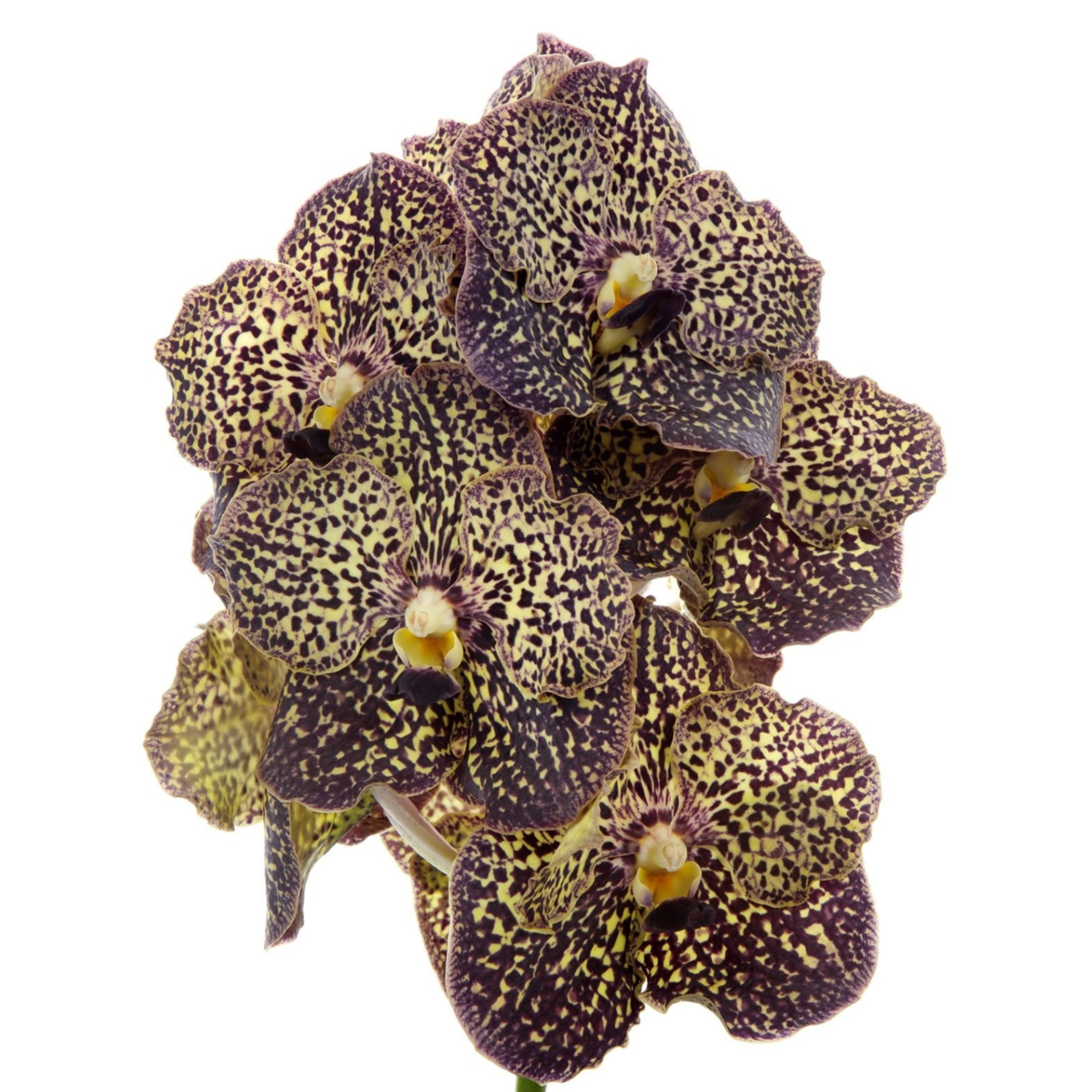 Orhideea Vanda - Vanda 'Ocelot Mocha' - Înălţime 55-65cm