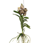 Orhideea Vanda - Vanda 'Ocelot Mocha' - Înălţime 55-65cm