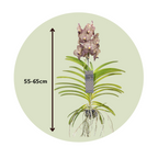 Orhideea Vanda - Vanda 'Ocelot Mocha' - Înălţime 55-65cm