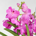 Orhideea Vanda - Vanda 'Pink' - Înălţime 45-55cm