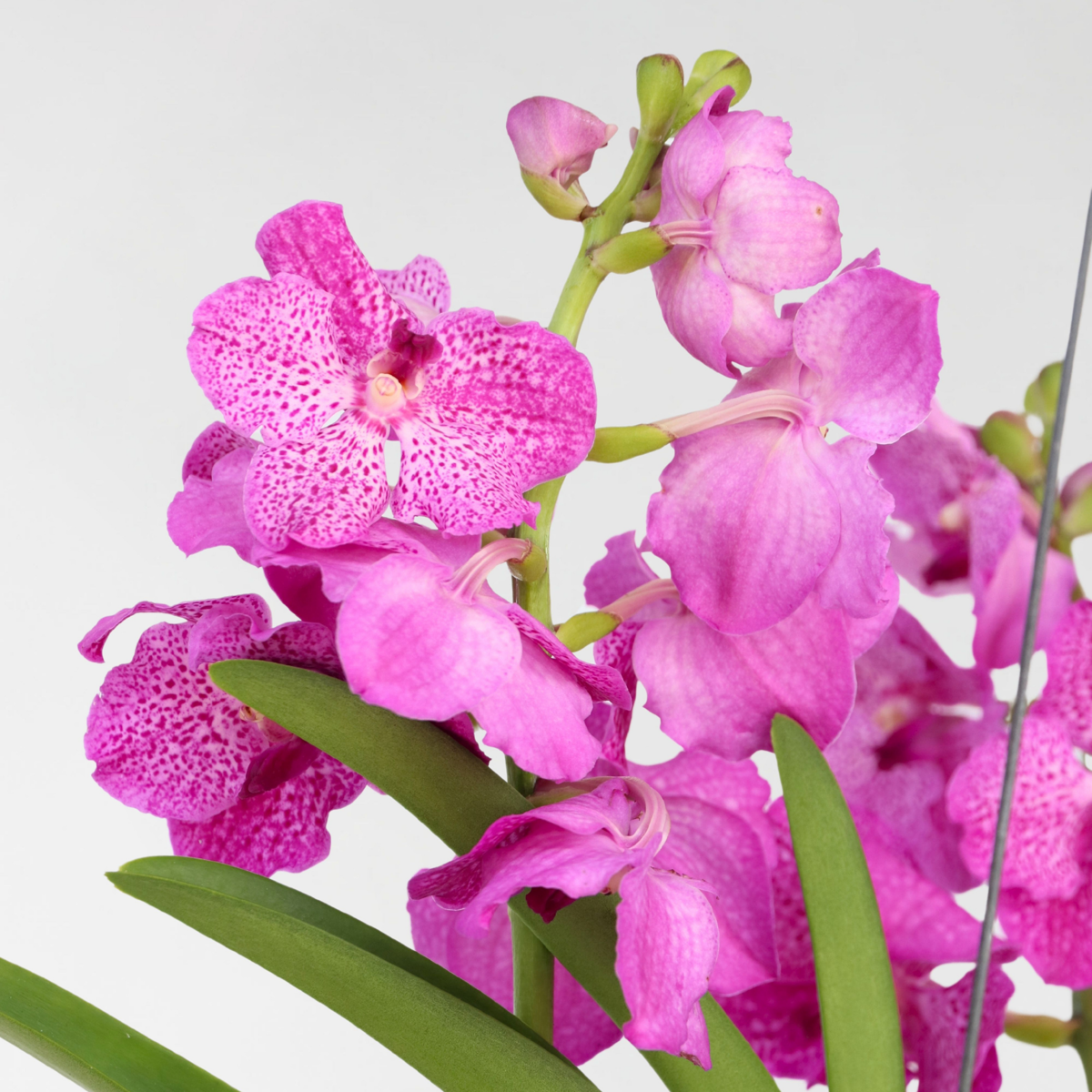 Orhideea Vanda - Vanda 'Pink' - Înălţime 45-55cm