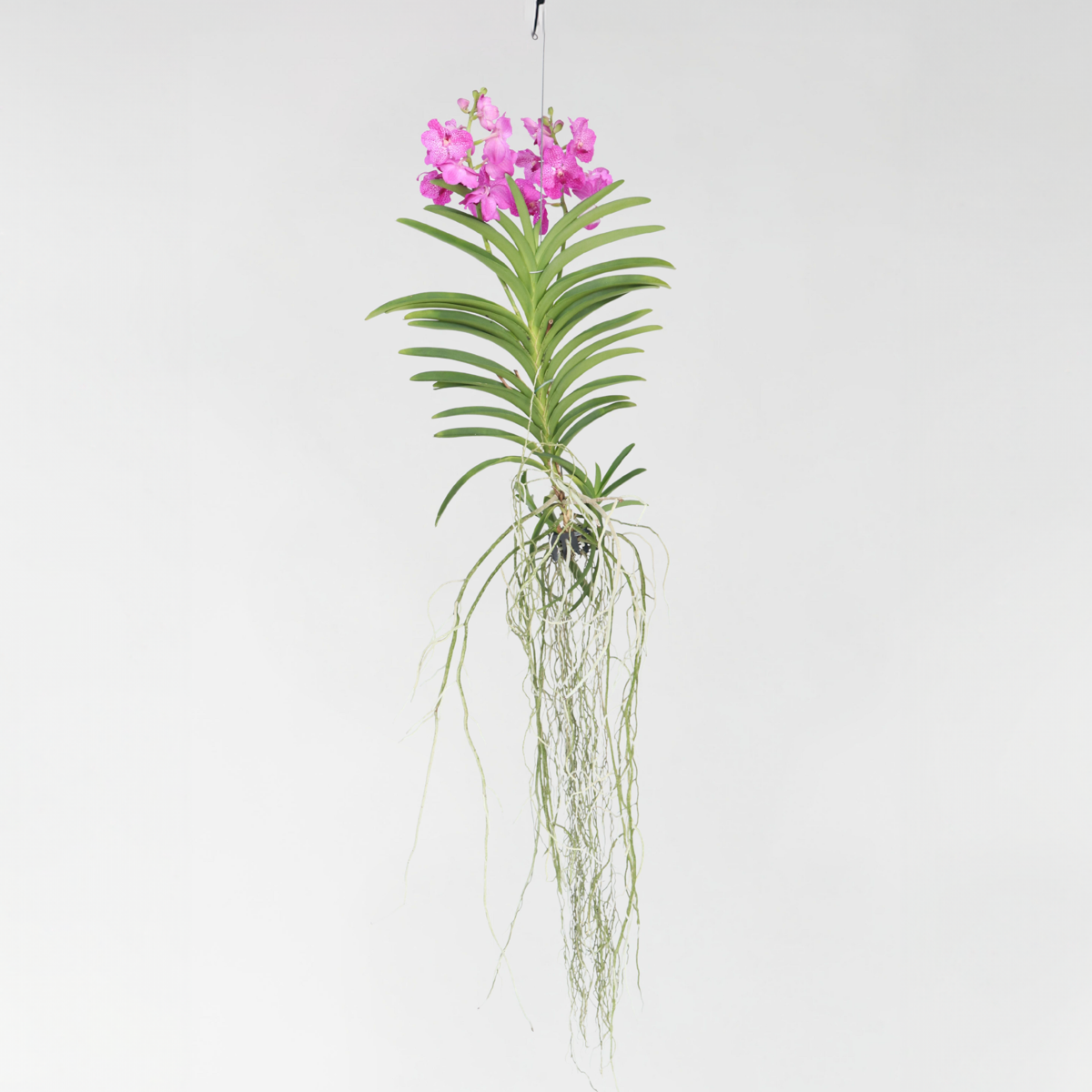 Orhideea Vanda - Vanda 'Pink' - Înălţime 45-55cm
