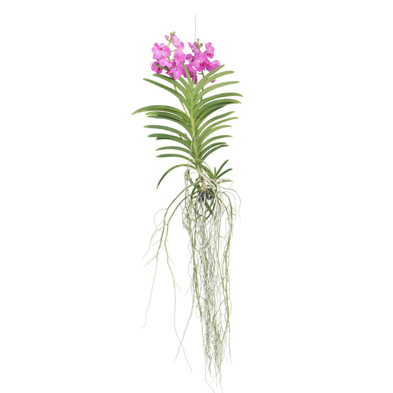 Orhideea Vanda - Vanda 'Pink' - Înălţime 45-55cm