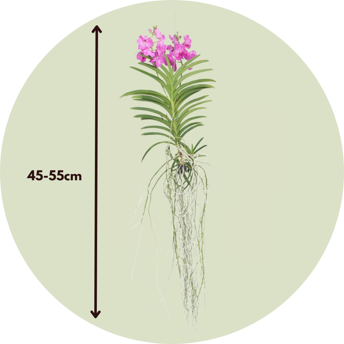 Orhideea Vanda - Vanda 'Pink' - Înălţime 45-55cm