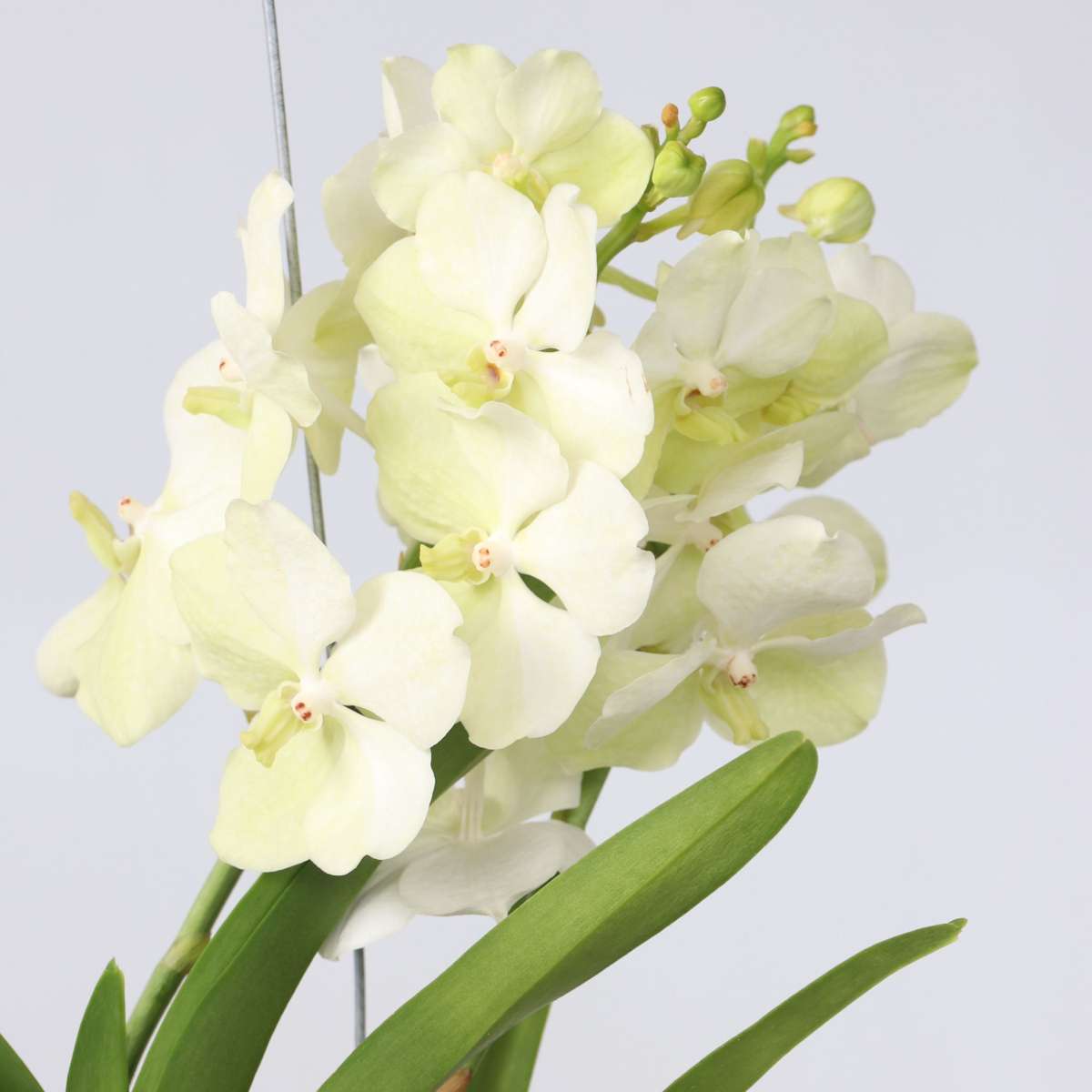 Orhideea Vanda - Vanda 'Tayanee White' - Înălţime 45-55cm