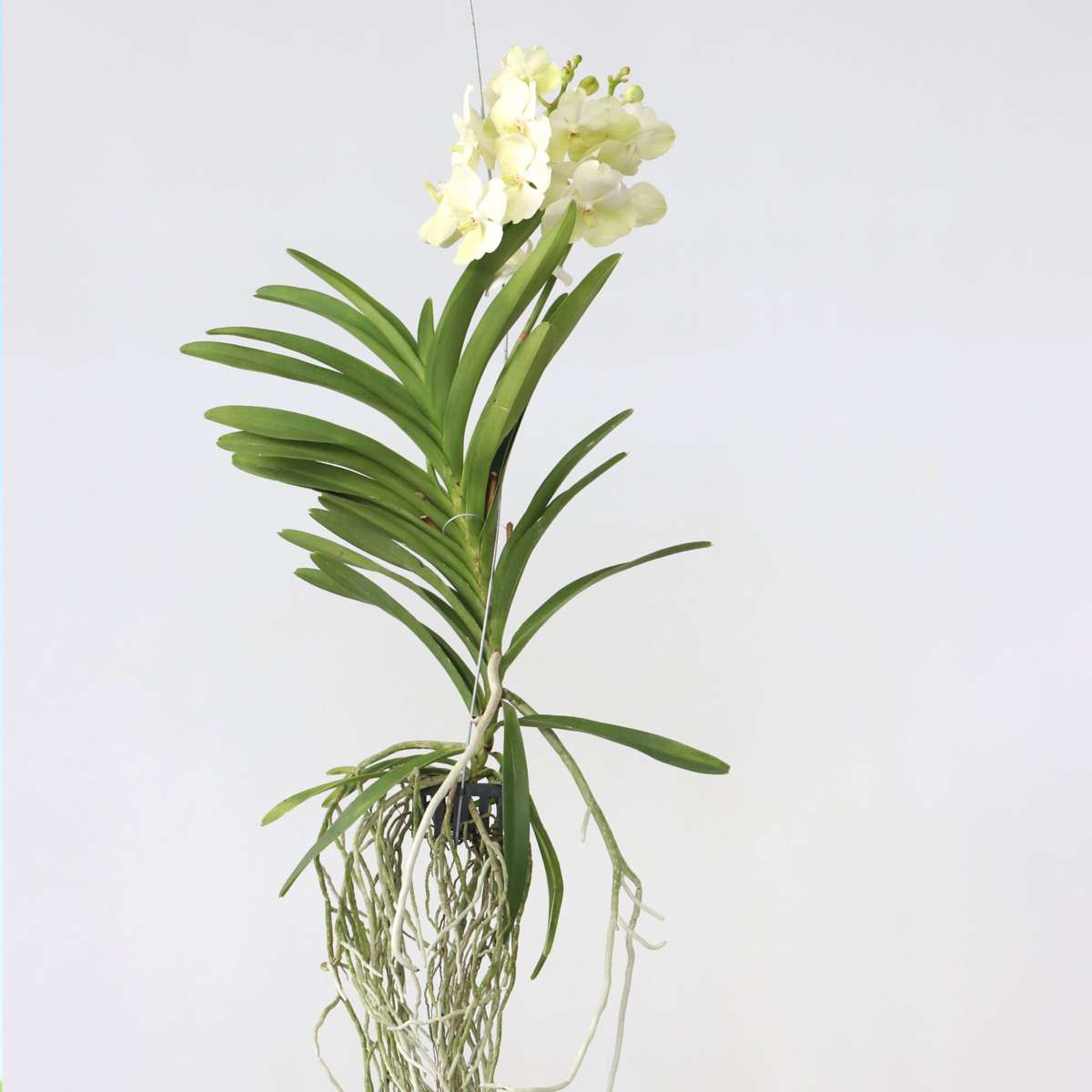 Orhideea Vanda - Vanda 'Tayanee White' - Înălţime 45-55cm