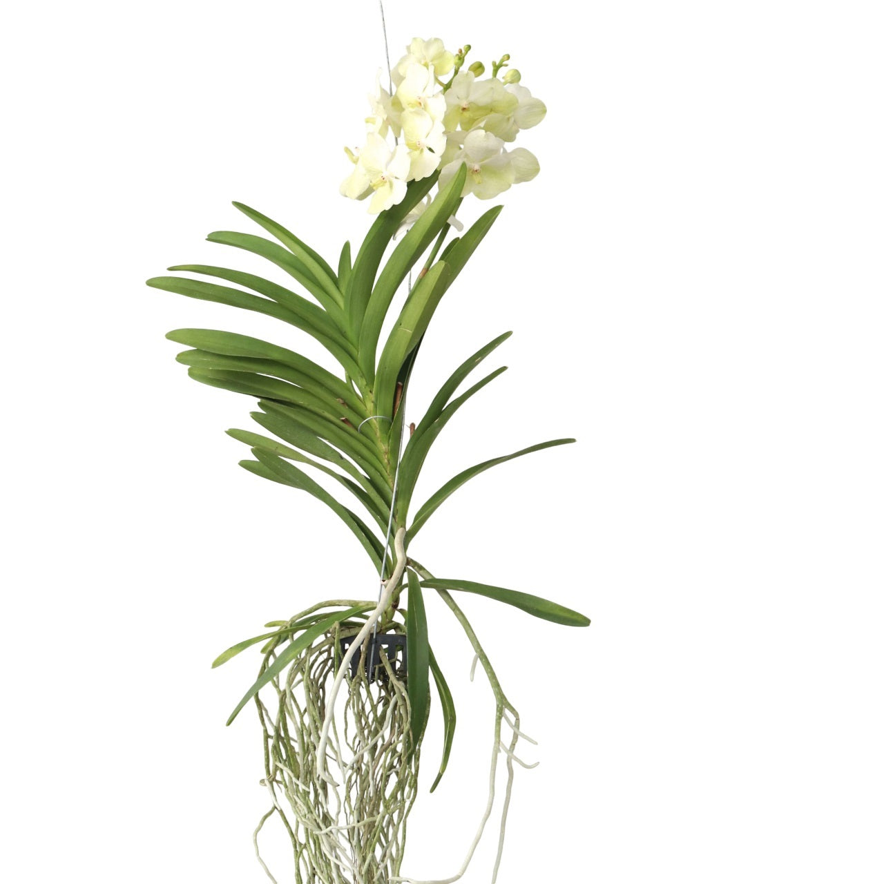 Orhideea Vanda - Vanda 'Tayanee White' - Înălţime 45-55cm