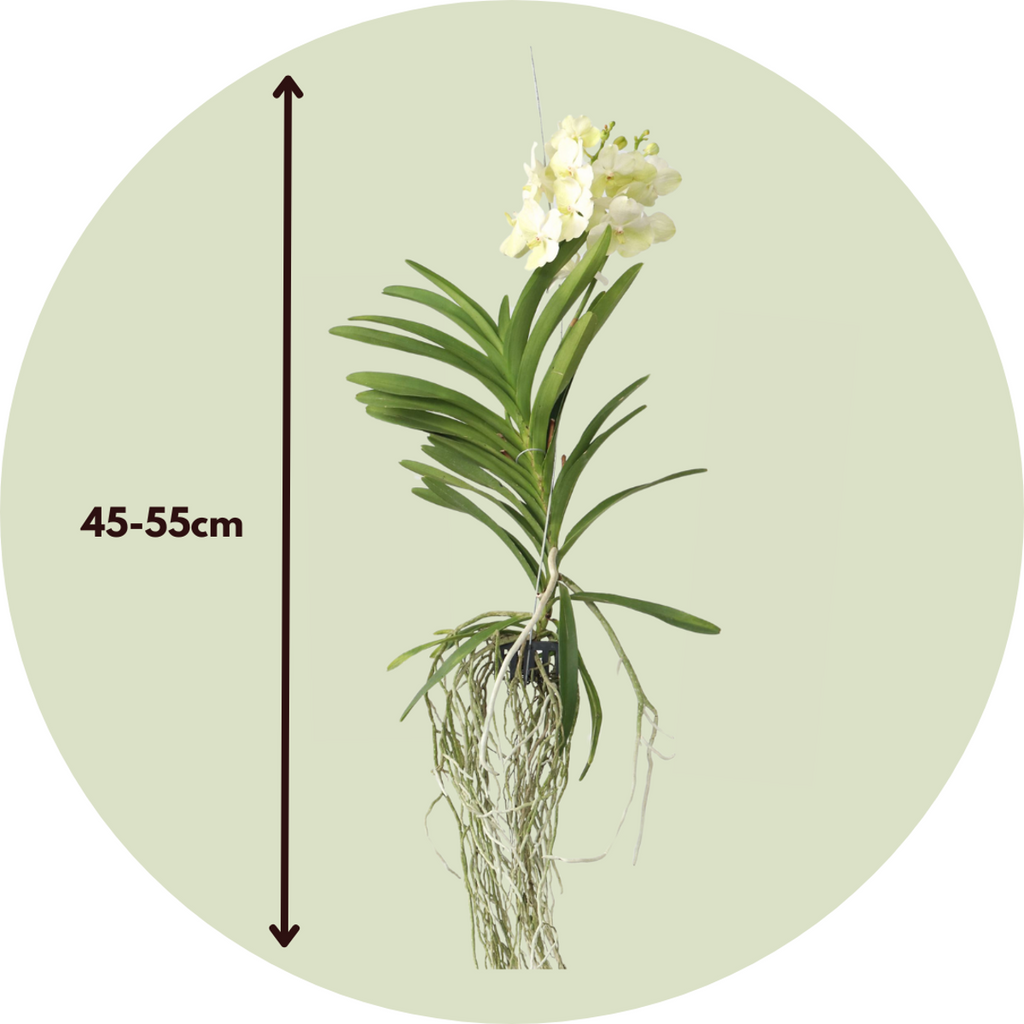 Orhideea Vanda - Vanda 'Tayanee White' - Înălţime 45-55cm
