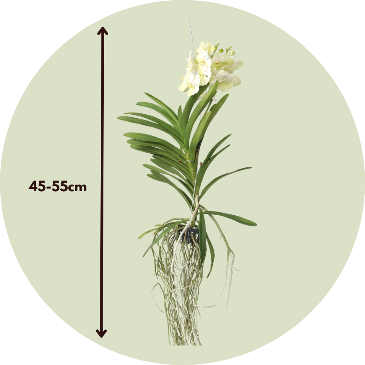 Orhideea Vanda - Vanda 'Tayanee White' - Înălţime 45-55cm