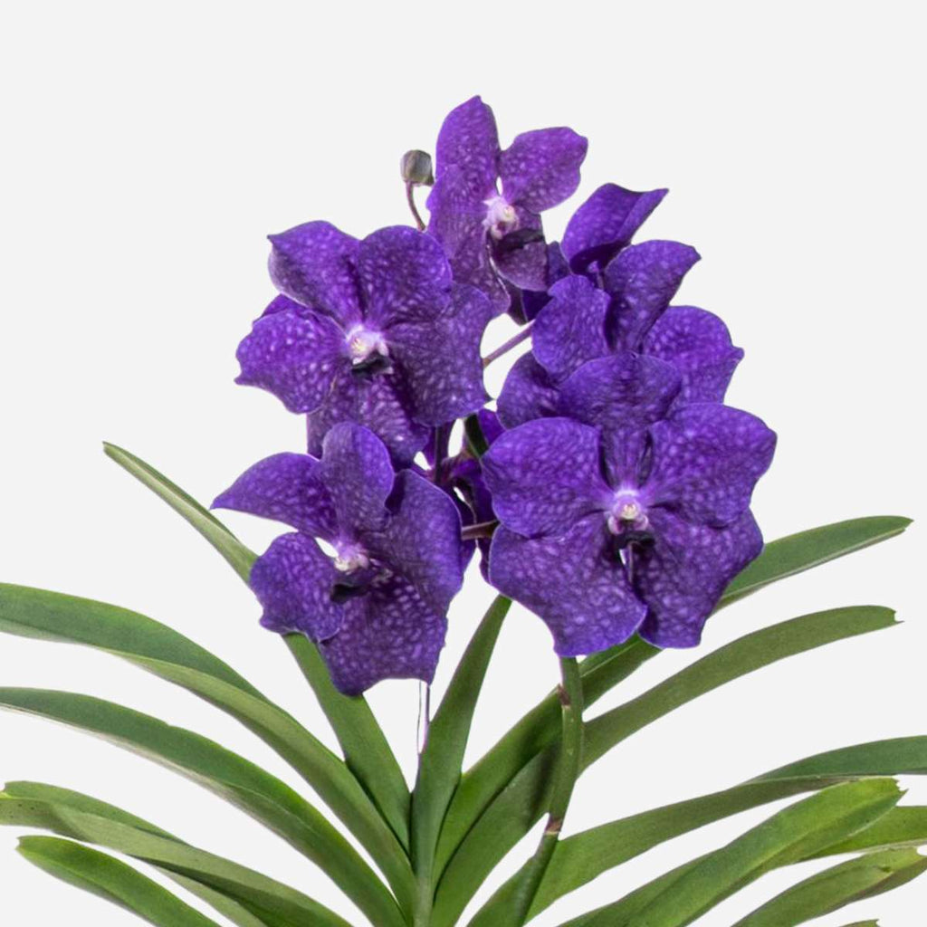 Orhideea Vanda - Vanda 'Blue' - Înălţime 55-65cm