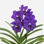 Orhideea Vanda - Vanda 'Blue' - Înălţime 55-65cm