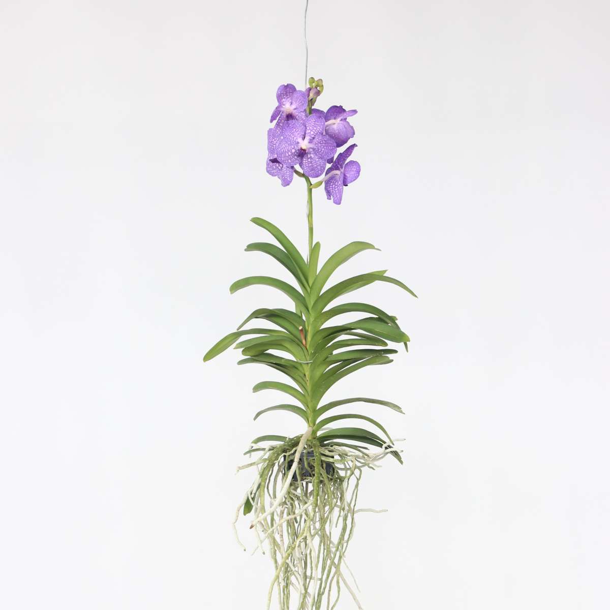 Orhideea Vanda - Vanda 'Blue' - Înălţime 55-65cm