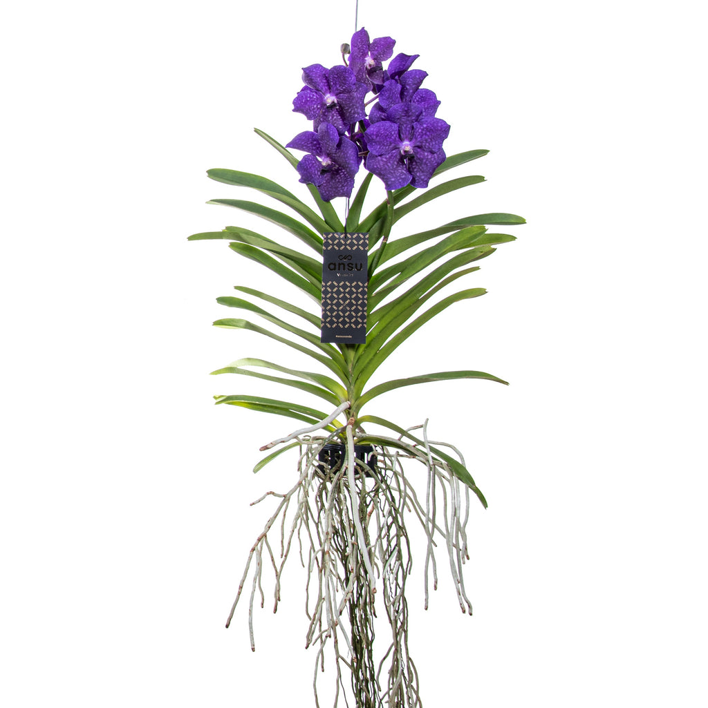 Orhideea Vanda - Vanda 'Blue' - Înălţime 55-65cm