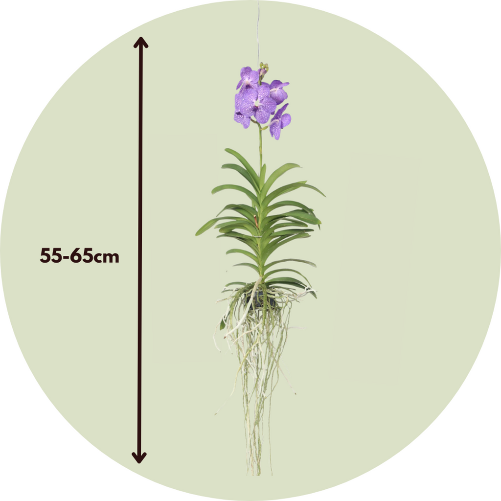 Orhideea Vanda - Vanda 'Blue' - Înălţime 55-65cm