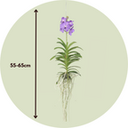 Orhideea Vanda - Vanda 'Blue' - Înălţime 55-65cm