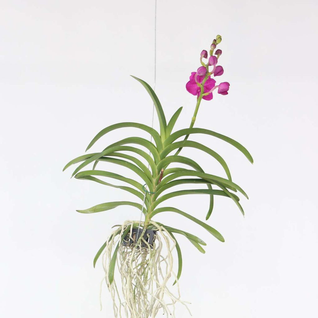 Orhideea Vanda - Vanda 'Pink' - Înălţime 55-65cm