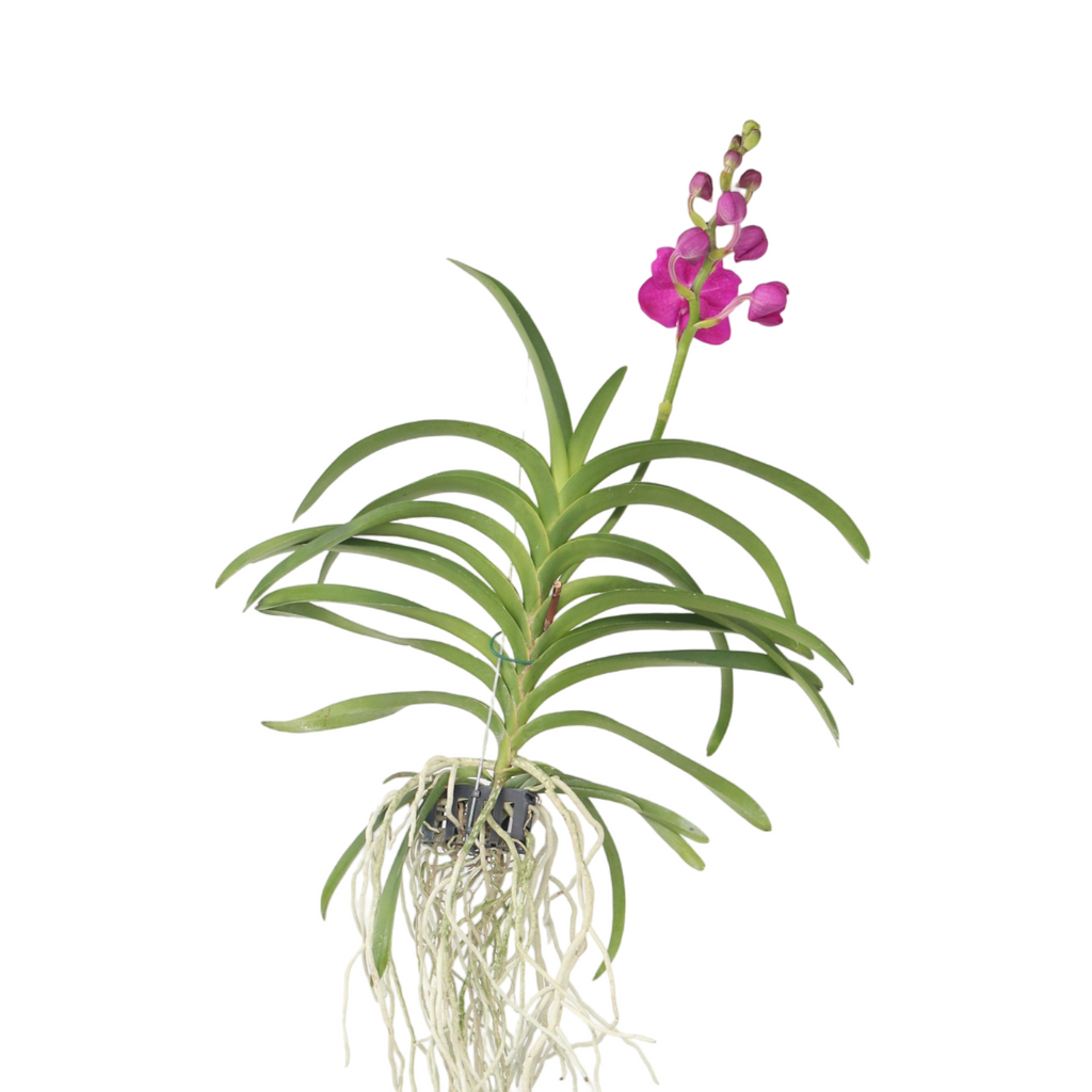Orhideea Vanda - Vanda 'Pink' - Înălţime 55-65cm
