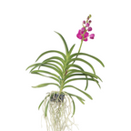 Orhideea Vanda - Vanda 'Pink' - Înălţime 55-65cm