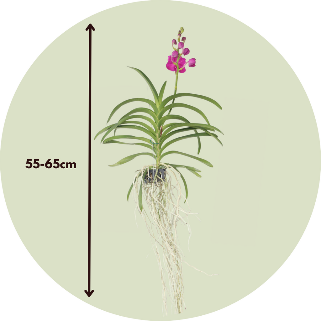 Orhideea Vanda - Vanda 'Pink' - Înălţime 55-65cm