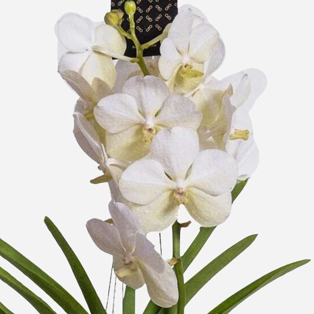 Orhideea Vanda - Vanda 'White' - Înălţime 55-65cm