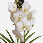Orhideea Vanda - Vanda 'White' - Înălţime 55-65cm