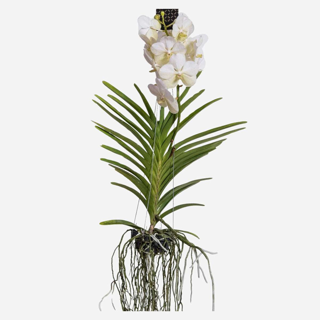 Orhideea Vanda - Vanda 'White' - Înălţime 55-65cm