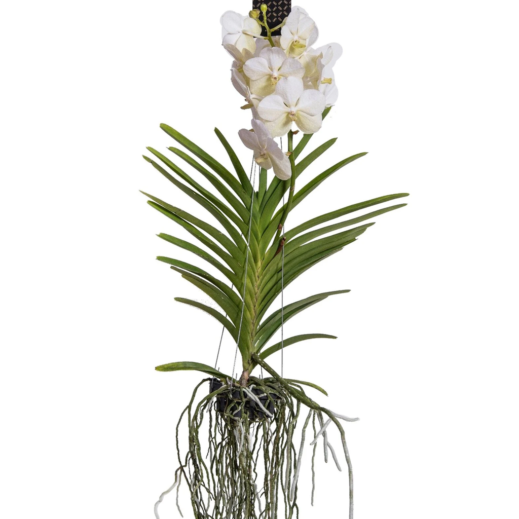 Orhideea Vanda - Vanda 'White' - Înălţime 55-65cm
