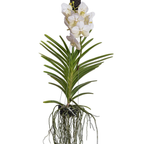 Orhideea Vanda - Vanda 'White' - Înălţime 55-65cm