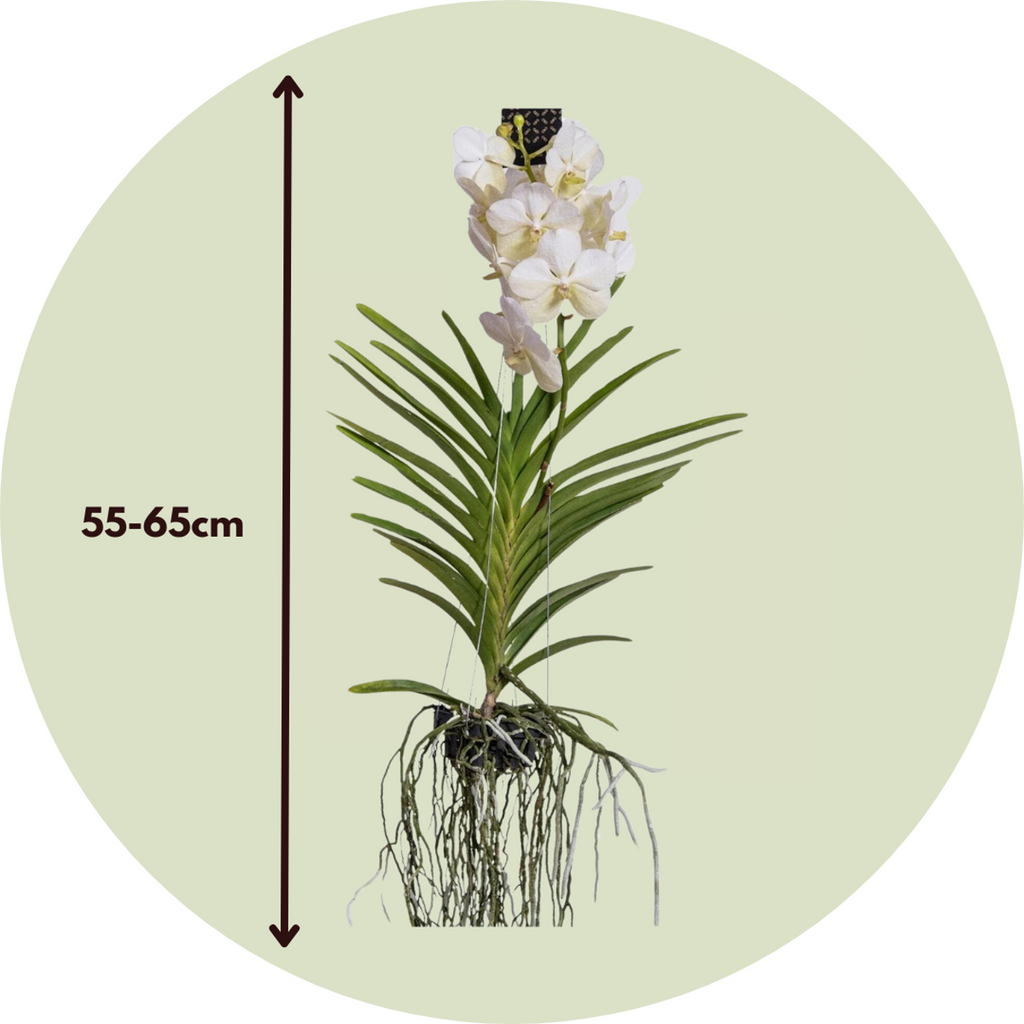 Orhideea Vanda - Vanda 'White' - Înălţime 55-65cm