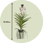 Orhideea Vanda - Vanda 'White' - Înălţime 55-65cm