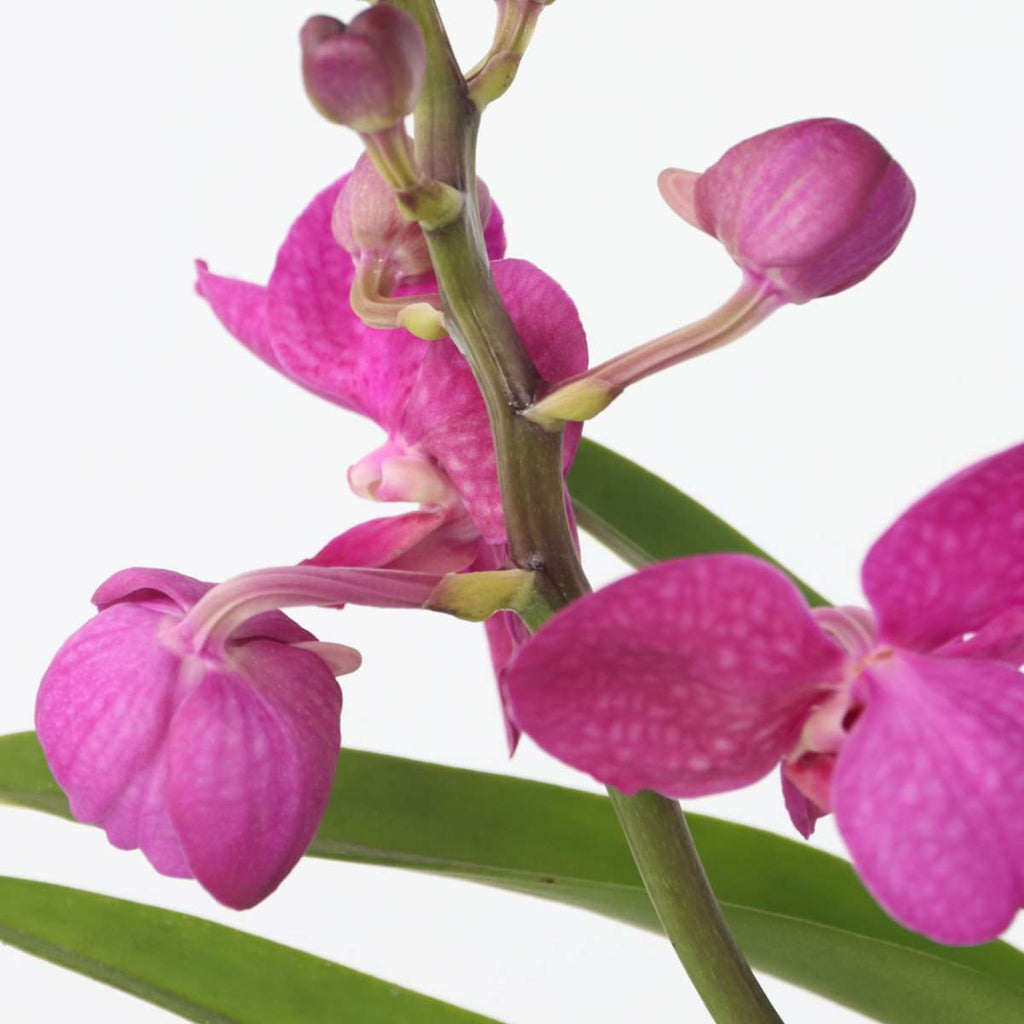 Orhideea Vanda - Vanda 'Pink' - Înălţime 45-55cm
