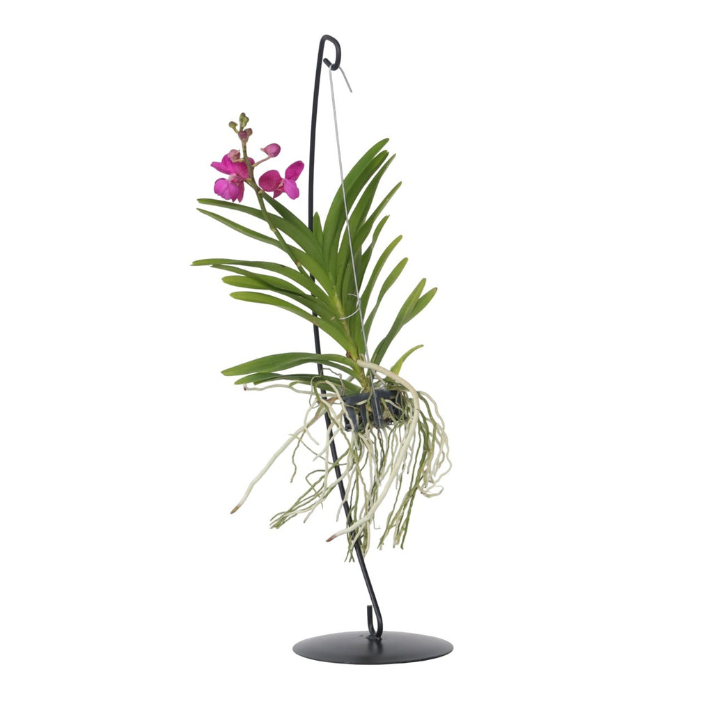 Orhideea Vanda - Vanda 'Pink' - Înălţime 45-55cm