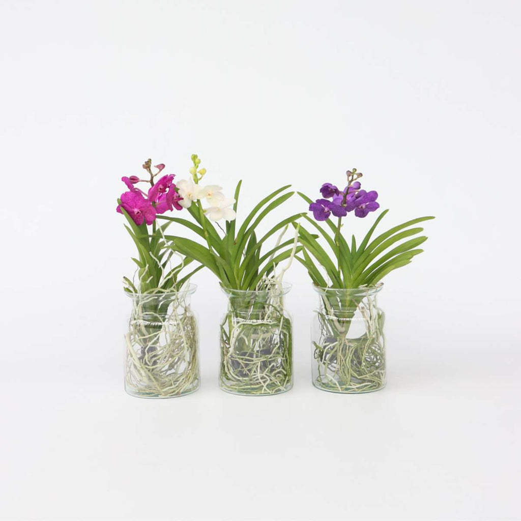 Orhideea Vanda - Vanda 'Blue' - Înălţime 40-50cm - ⌀14cm