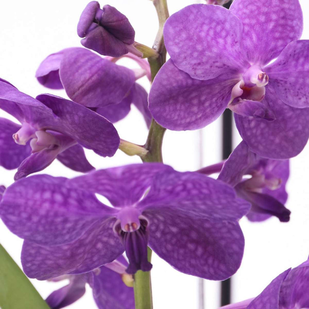 Orhideea Vanda - Vanda 'Blue' - Înălţime 40-50cm - ⌀14cm