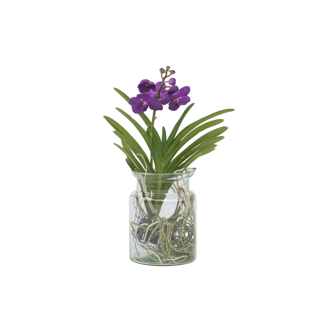 Orhideea Vanda - Vanda 'Blue' - Înălţime 40-50cm - ⌀14cm