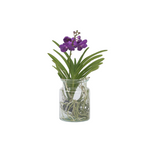 Orhideea Vanda - Vanda 'Blue' - Înălţime 40-50cm - ⌀14cm
